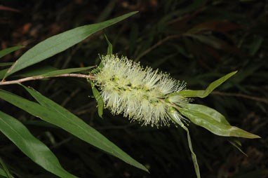 APII jpeg image of Callistemon  © contact APII