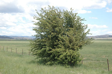 APII jpeg image of Crataegus monogyna  © contact APII