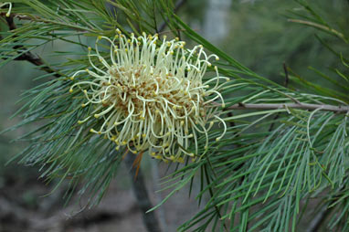 APII jpeg image of Grevillea whiteana 'Mundubbera form'  © contact APII