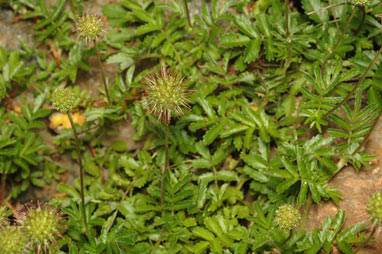 APII jpeg image of Acaena novae-zelandiae  © contact APII