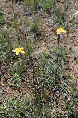 APII jpeg image of Hypericum gramineum  © contact APII