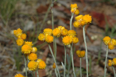 APII jpeg image of Chrysocephalum apiculatum  © contact APII