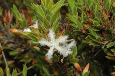 APII jpeg image of Pentachondra involucrata  © contact APII