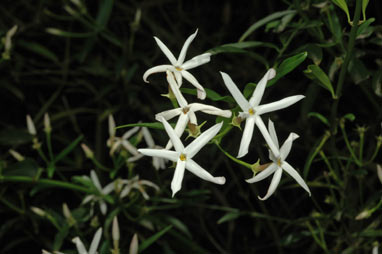 APII jpeg image of Jasminum suavissimum  © contact APII