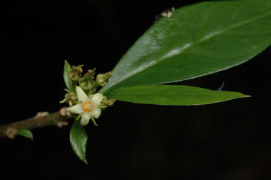 APII jpeg image of Corokia whiteana  © contact APII