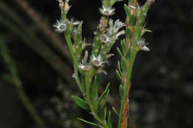 APII jpeg image of Conospermum ellipticum  © contact APII