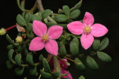 APII jpeg image of Boronia gracilipes  © contact APII