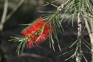 APII jpeg image of Callistemon linearis  © contact APII