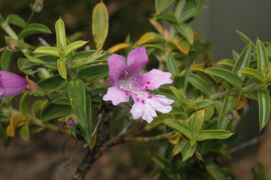 APII jpeg image of Hemiandra pungens  © contact APII