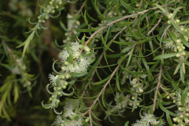 APII jpeg image of Melaleuca bracteata 'Golden Gem'  © contact APII