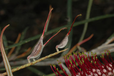 APII jpeg image of Grevillea aspleniifolia  © contact APII