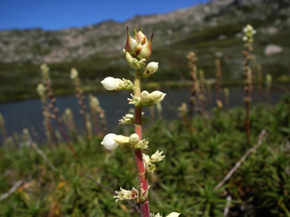 APII jpeg image of Richea continentis  © contact APII