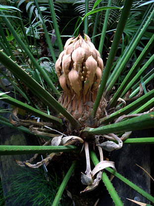 APII jpeg image of Cycas rumphii  © contact APII