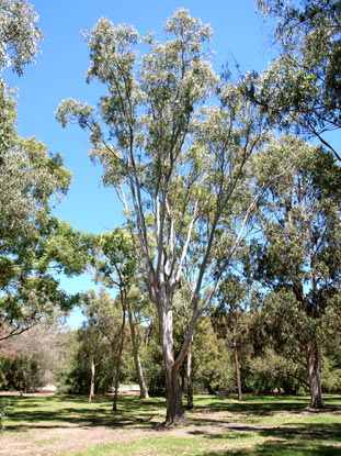 APII jpeg image of Eucalyptus amplifolia  © contact APII