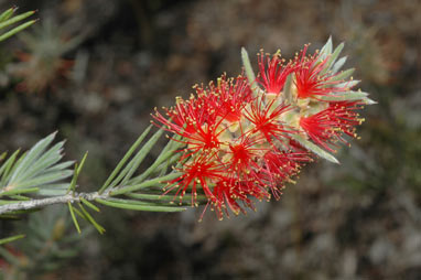 APII jpeg image of Callistemon brachyandrus  © contact APII