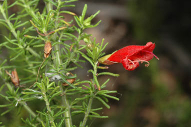 APII jpeg image of Prostanthera aspalathoides  © contact APII