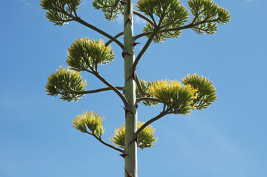 APII jpeg image of Agave americana  © contact APII