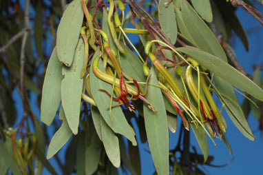 APII jpeg image of Muellerina eucalyptoides  © contact APII