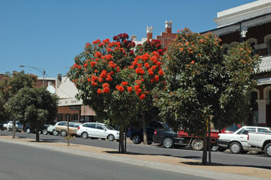 APII jpeg image of Corymbia ficifolia  © contact APII