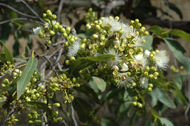 APII jpeg image of Corymbia torelliana  © contact APII