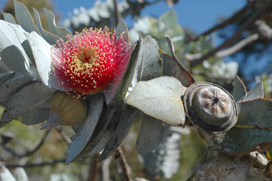 APII jpeg image of Eucalyptus rhodantha  © contact APII