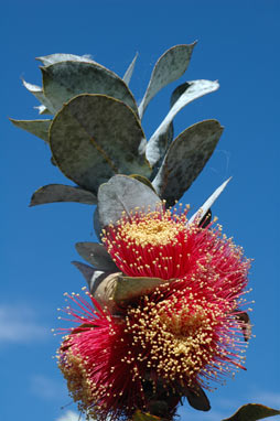 APII jpeg image of Eucalyptus rhodantha  © contact APII