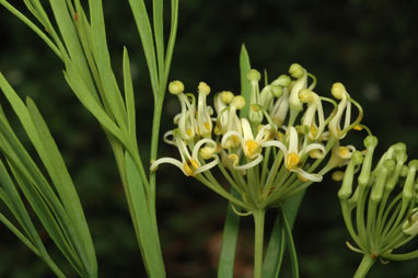 APII jpeg image of Stenocarpus angustifolius  © contact APII