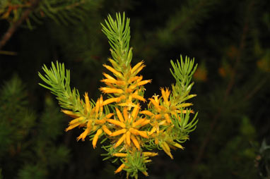 APII jpeg image of Persoonia acerosa  © contact APII