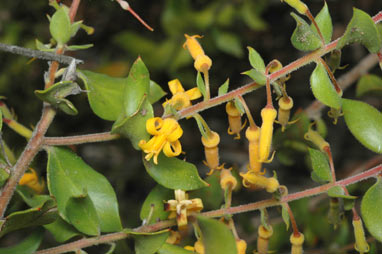 APII jpeg image of Persoonia myrtilloides subsp. cunninghamii  © contact APII