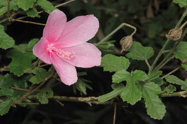 APII jpeg image of Hibiscus pedunculatus  © contact APII