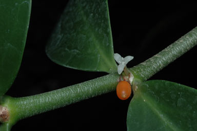 APII jpeg image of Hydnophytum moseleyanum  © contact APII