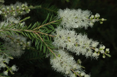 APII jpeg image of Melaleuca decora  © contact APII