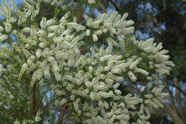 APII jpeg image of Melaleuca decora  © contact APII