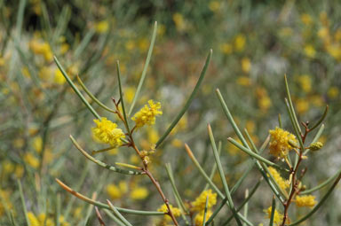 APII jpeg image of Acacia aneura var. aneura  © contact APII