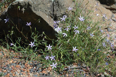 APII jpeg image of Isotoma axillaris  © contact APII