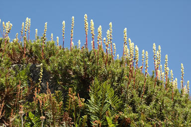 APII jpeg image of Richea continentis  © contact APII