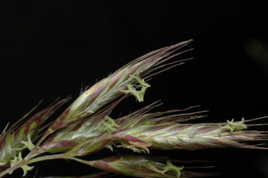 APII jpeg image of Chionochloa frigida  © contact APII