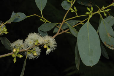 APII jpeg image of Eucalyptus camphora subsp. camphora  © contact APII