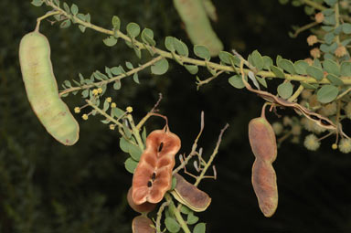 APII jpeg image of Acacia cremiflora  © contact APII