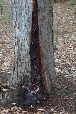 APII jpeg image of Corymbia calophylla  © contact APII