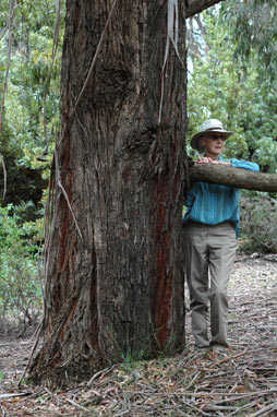 APII jpeg image of Eucalyptus macarthurii  © contact APII