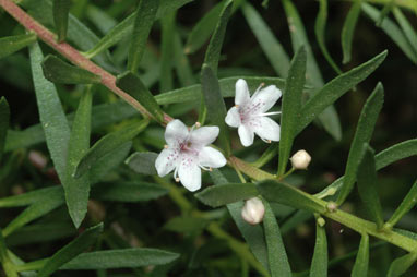 APII jpeg image of Myoporum parvifolium  © contact APII