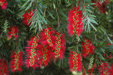 APII jpeg image of Callistemon viminalis 'Hannah Ray'  © contact APII