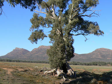 APII jpeg image of Eucalyptus camaldulensis  © contact APII