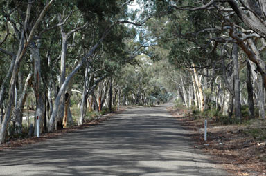 APII jpeg image of Eucalyptus mannifera  © contact APII