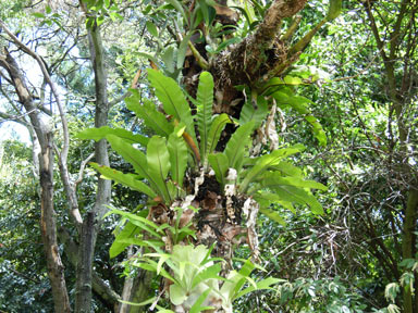 APII jpeg image of Asplenium australasicum  © contact APII