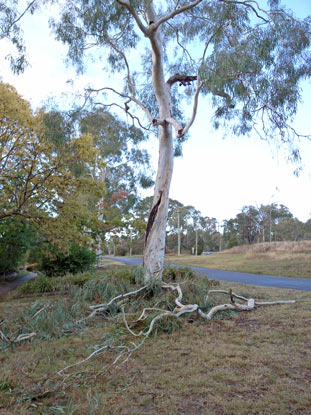 APII jpeg image of Eucalyptus mannifera  © contact APII