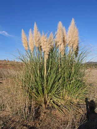 APII jpeg image of Cortaderia selloana  © contact APII