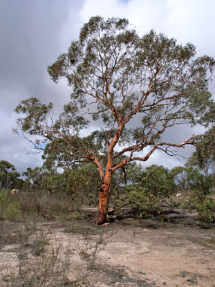 APII jpeg image of Eucalyptus mannifera  © contact APII