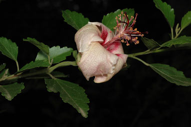 APII jpeg image of Hibiscus insularis  © contact APII